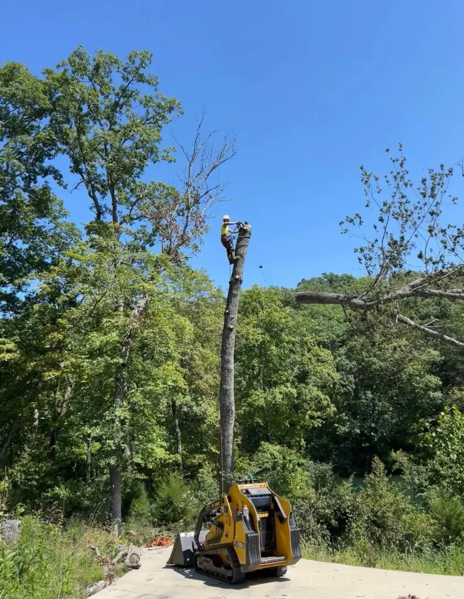 BC's Tree Service climber rigging a tall tree for sectional removal