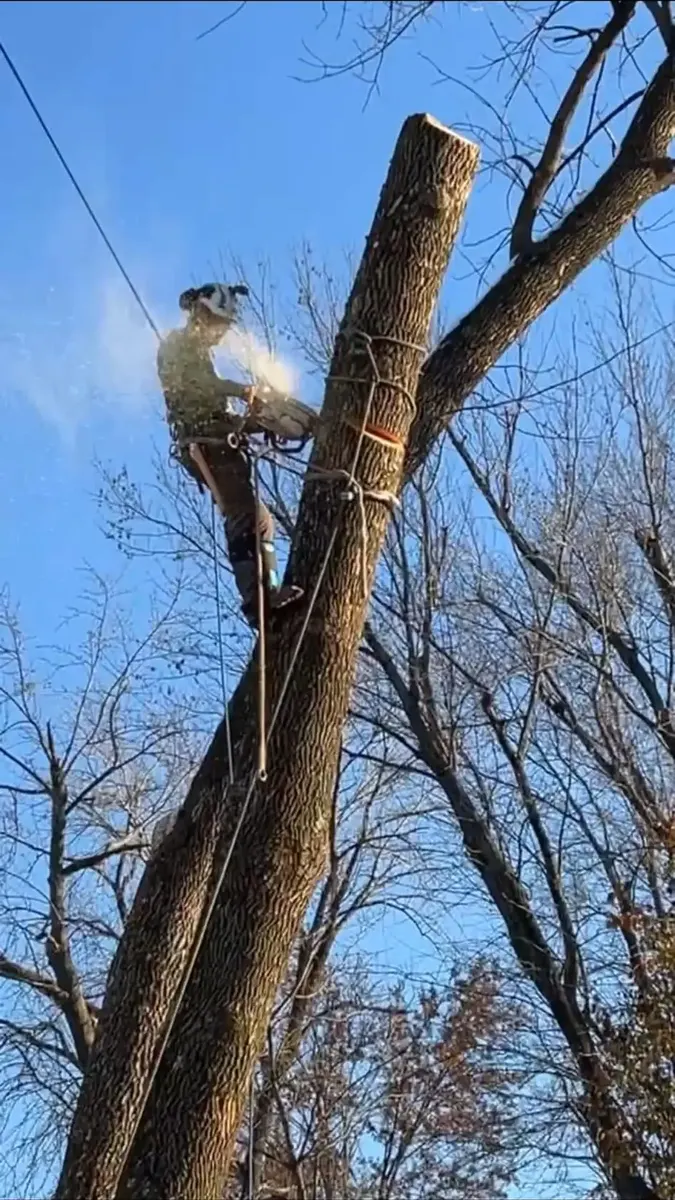 BC's Tree Service climber topping a tall tree in St. Charles, MO