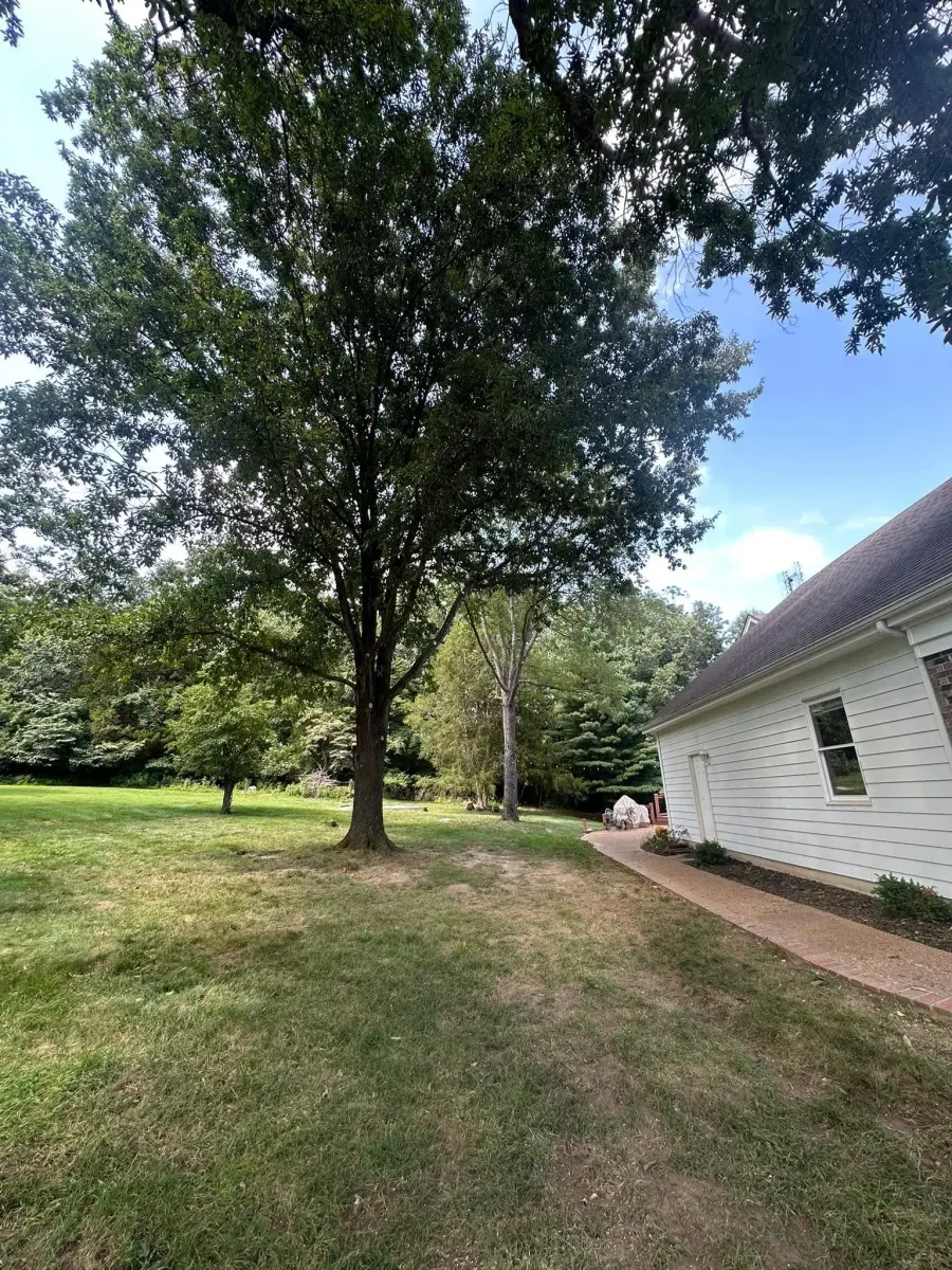 Cleanly trimmed tree beside a home in St. Charles, MO after structure-first pruning by BC's Tree Service