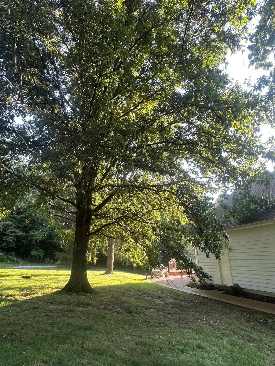 Overgrown tree canopy before trimming in St. Charles County