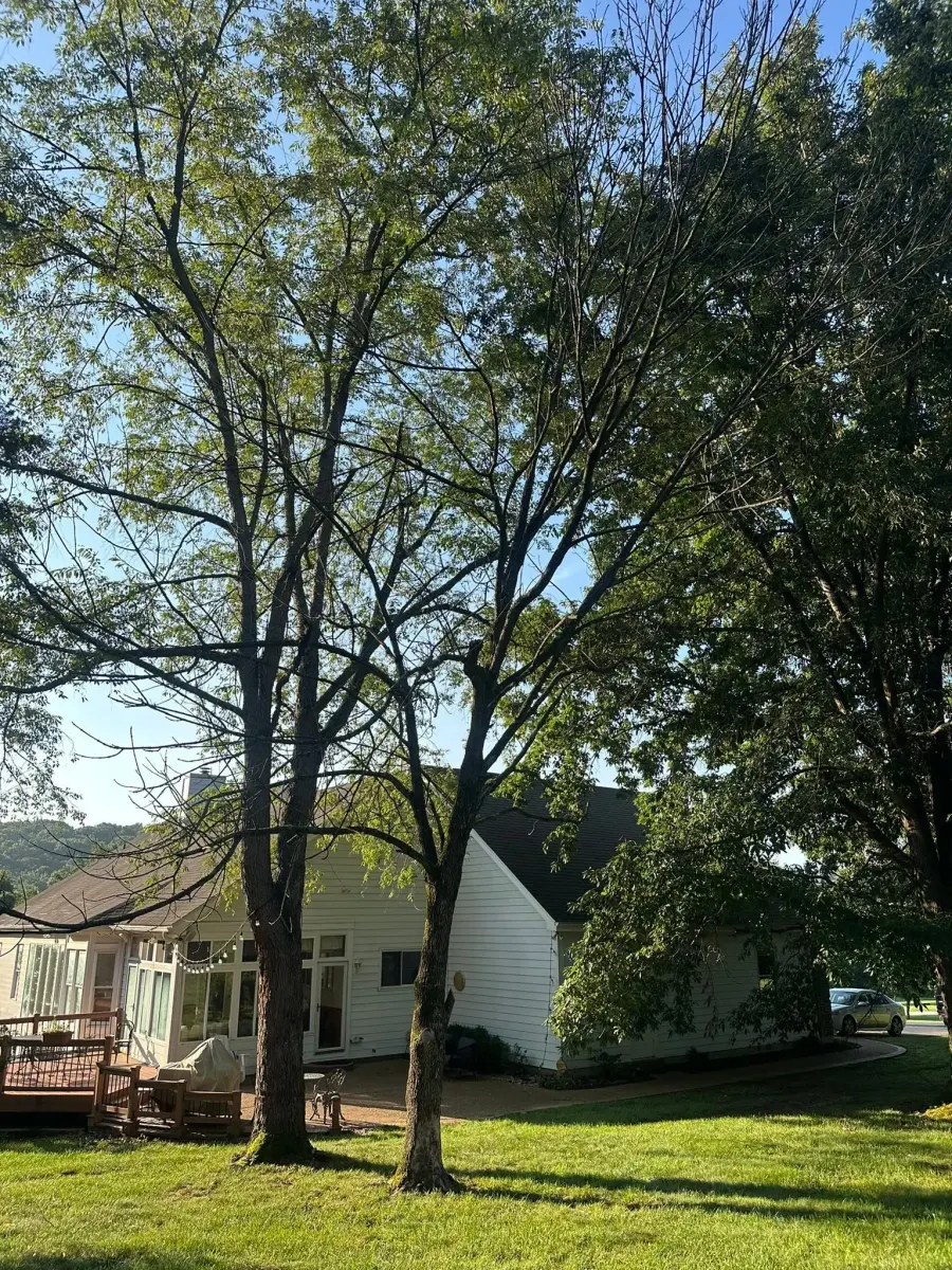 Hazardous tree leaning near a house before removal