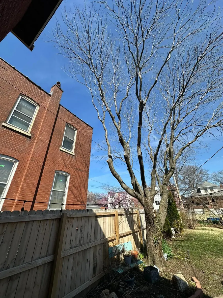 Mature tree preserved with structural support and careful pruning