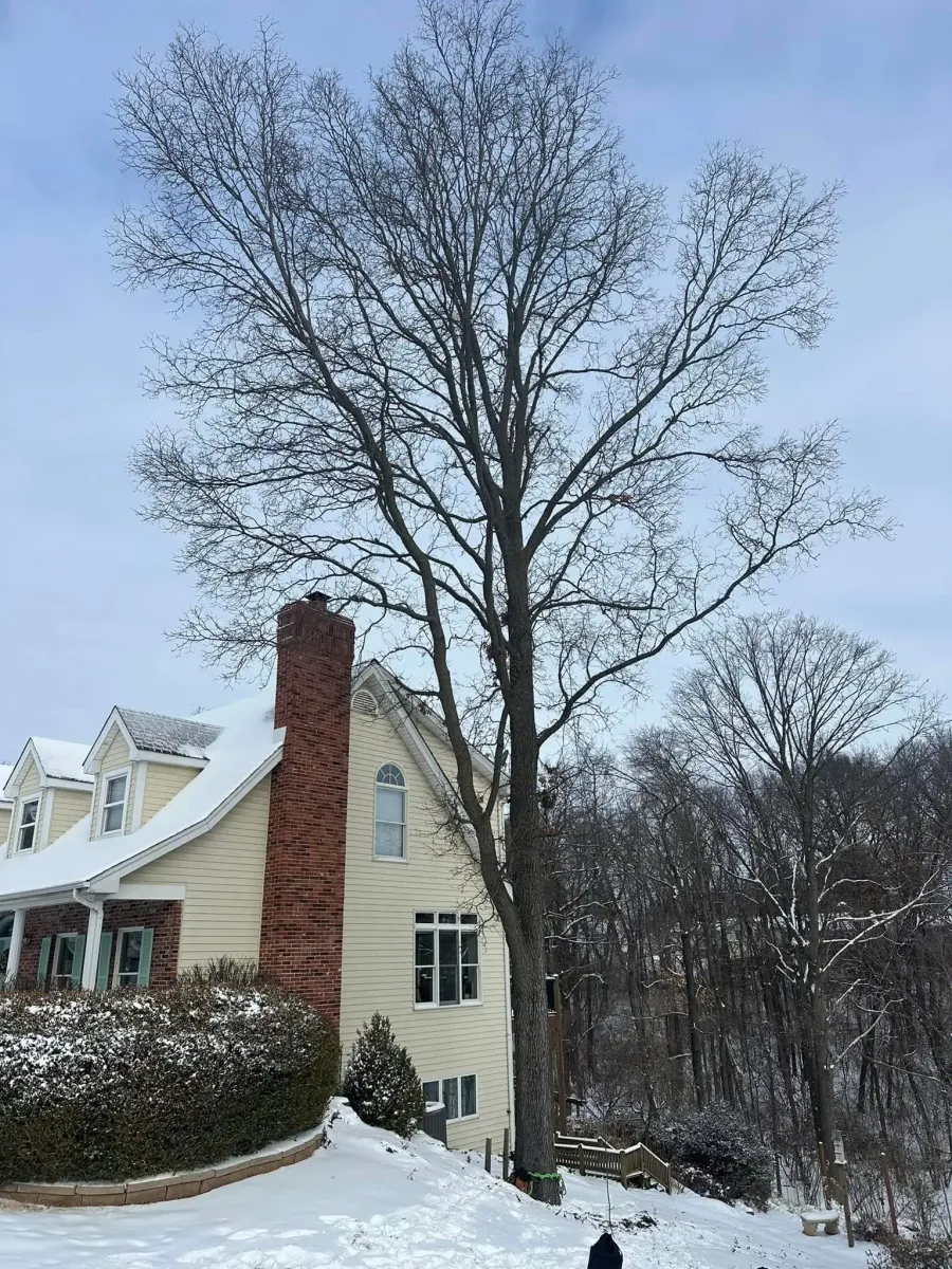 Tall bare tree looming over a snow-covered home after a winter storm