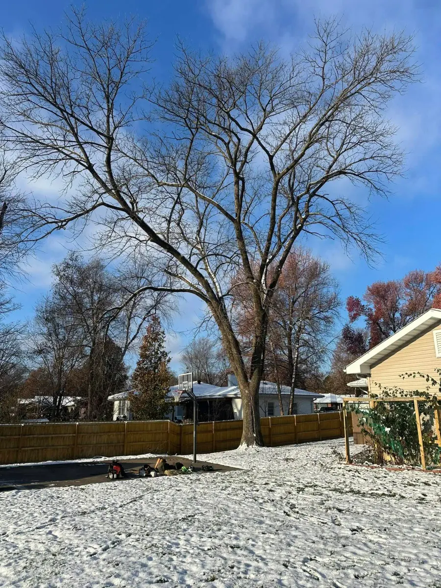 Crowded backyard trees before clearing