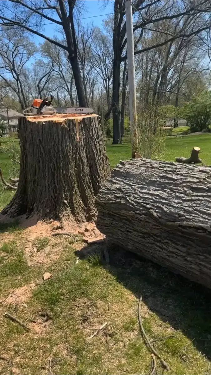 Large tree stump mid-job before grinding by BC's Tree Service