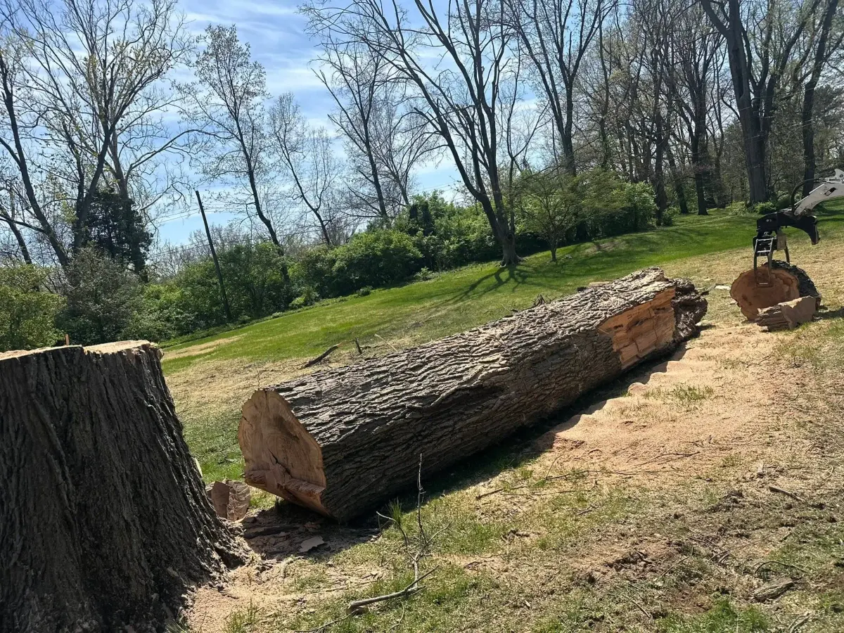 Large trunk sections during a tree removal by BC's Tree Service