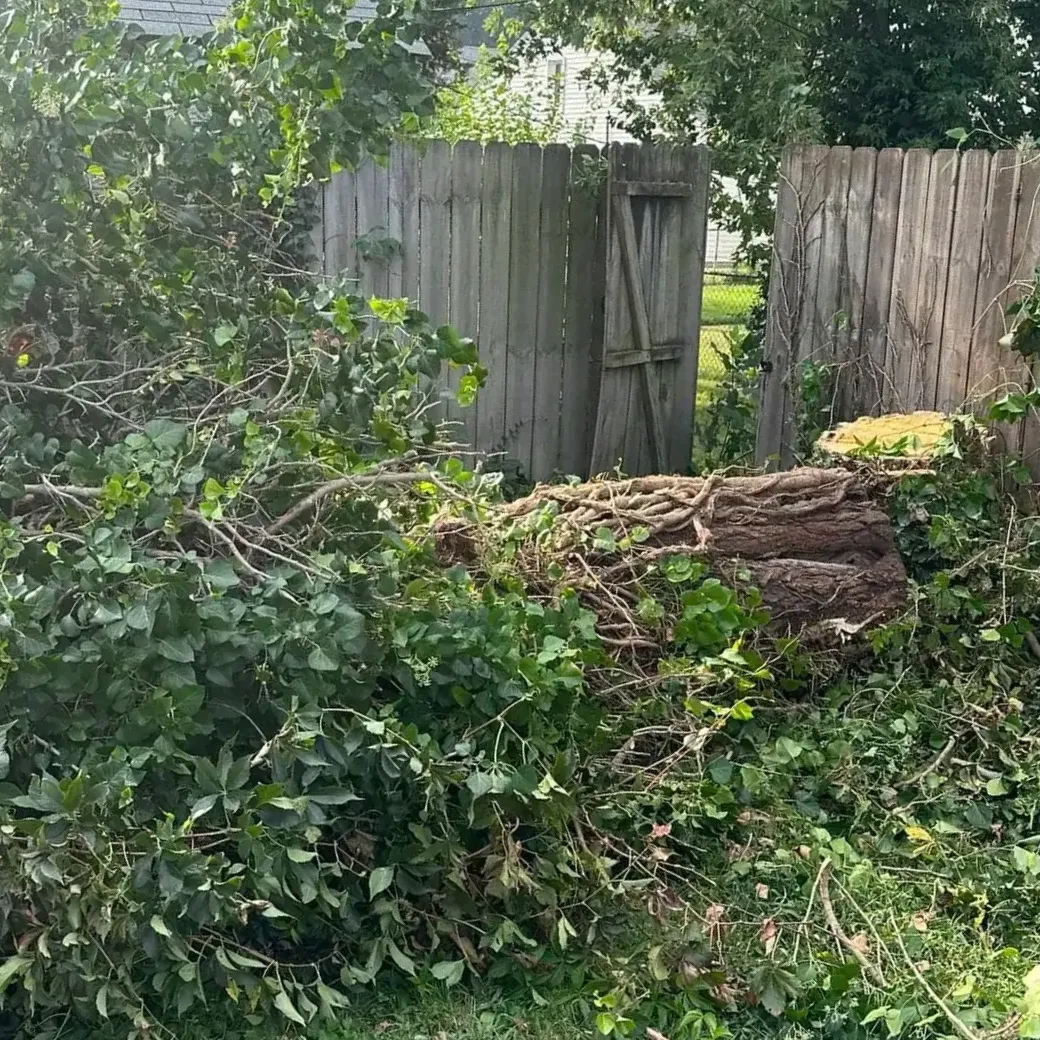 BC's Tree Service crew clearing heavy overgrowth on a lot in St. Charles County, MO